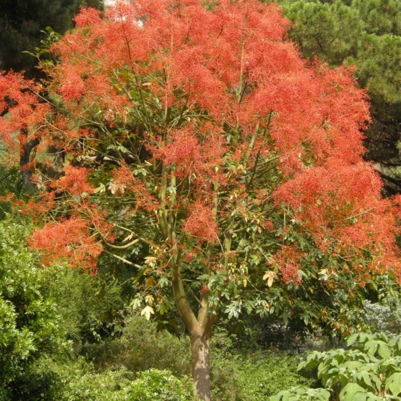 Illawara Flame Tree Brachychiton acerifolius